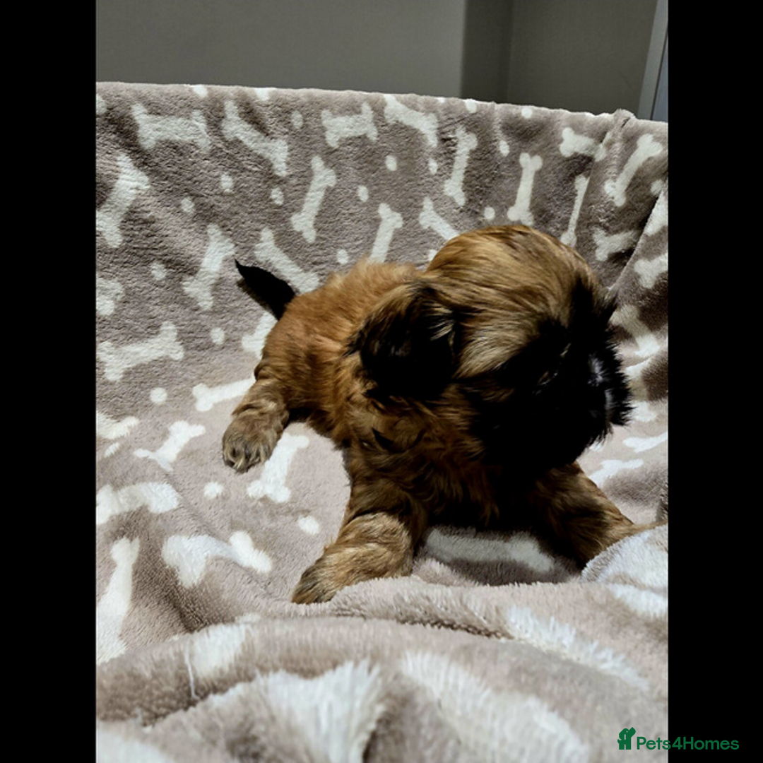 Shih Tzu dogs for sale: outstanding purebred Shih Tzu puppies ready to go - Advert 6
