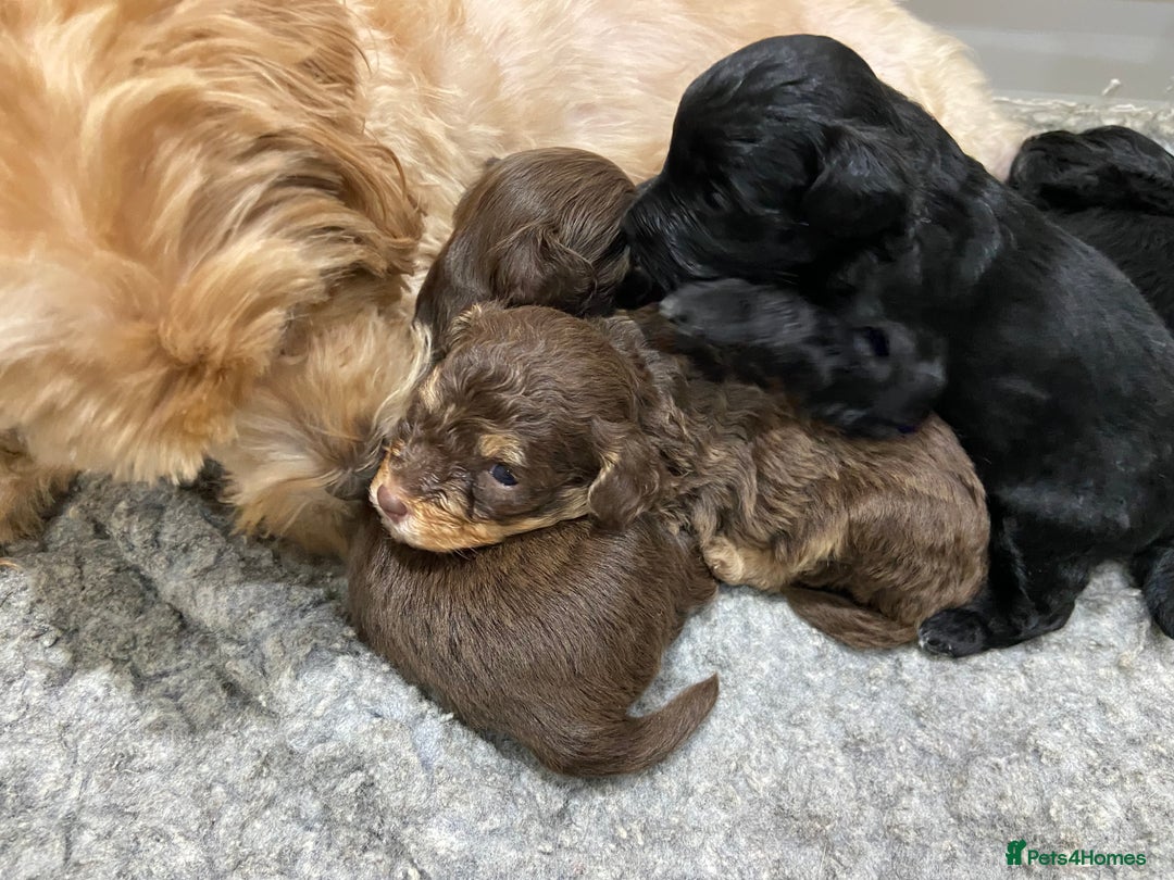 Maltipoo dogs for sale: Adorable F1b Maltipoos - Advert 2