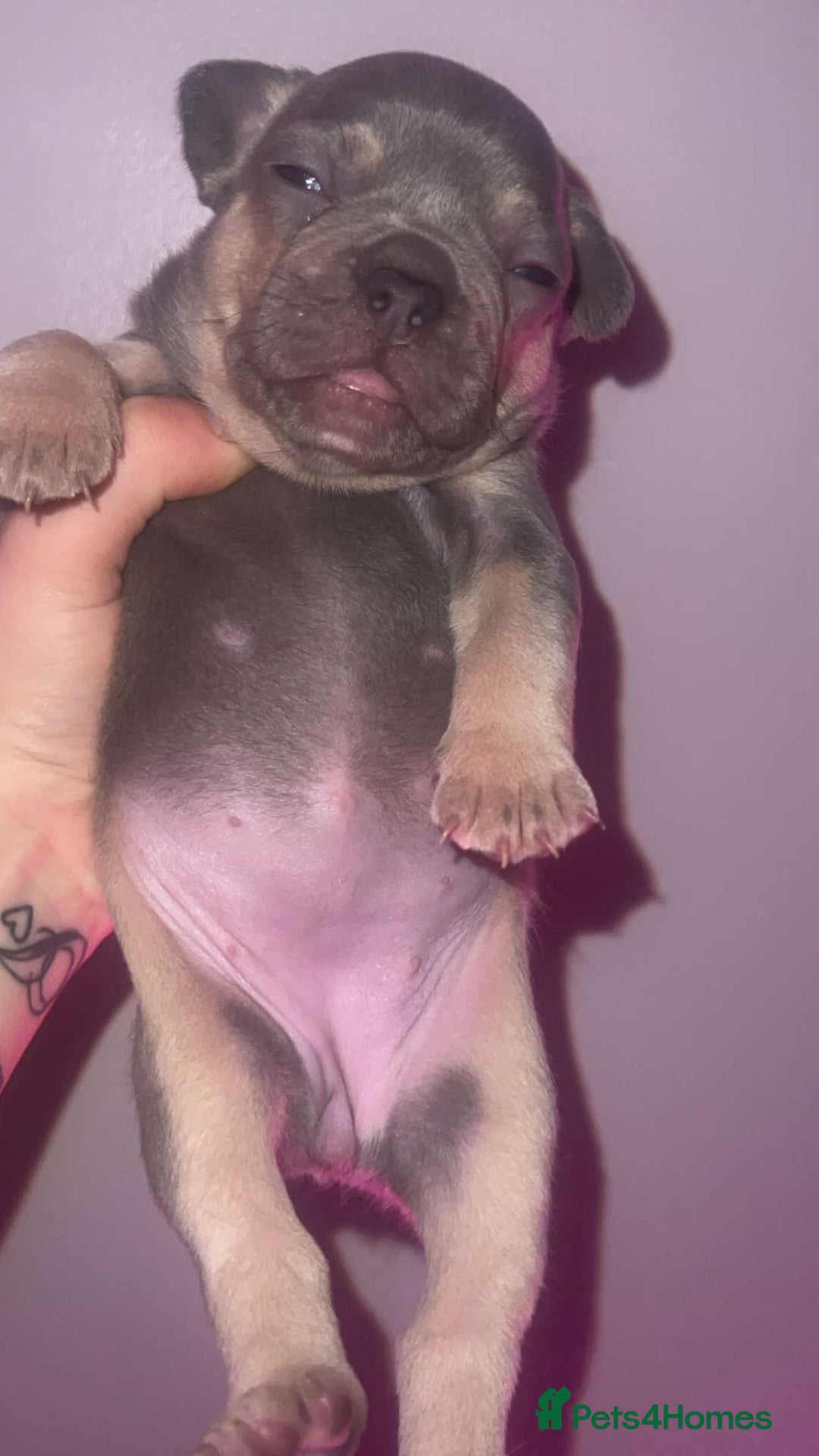 French Bulldog dogs for sale: French Bulldog Puppies  - Image 14