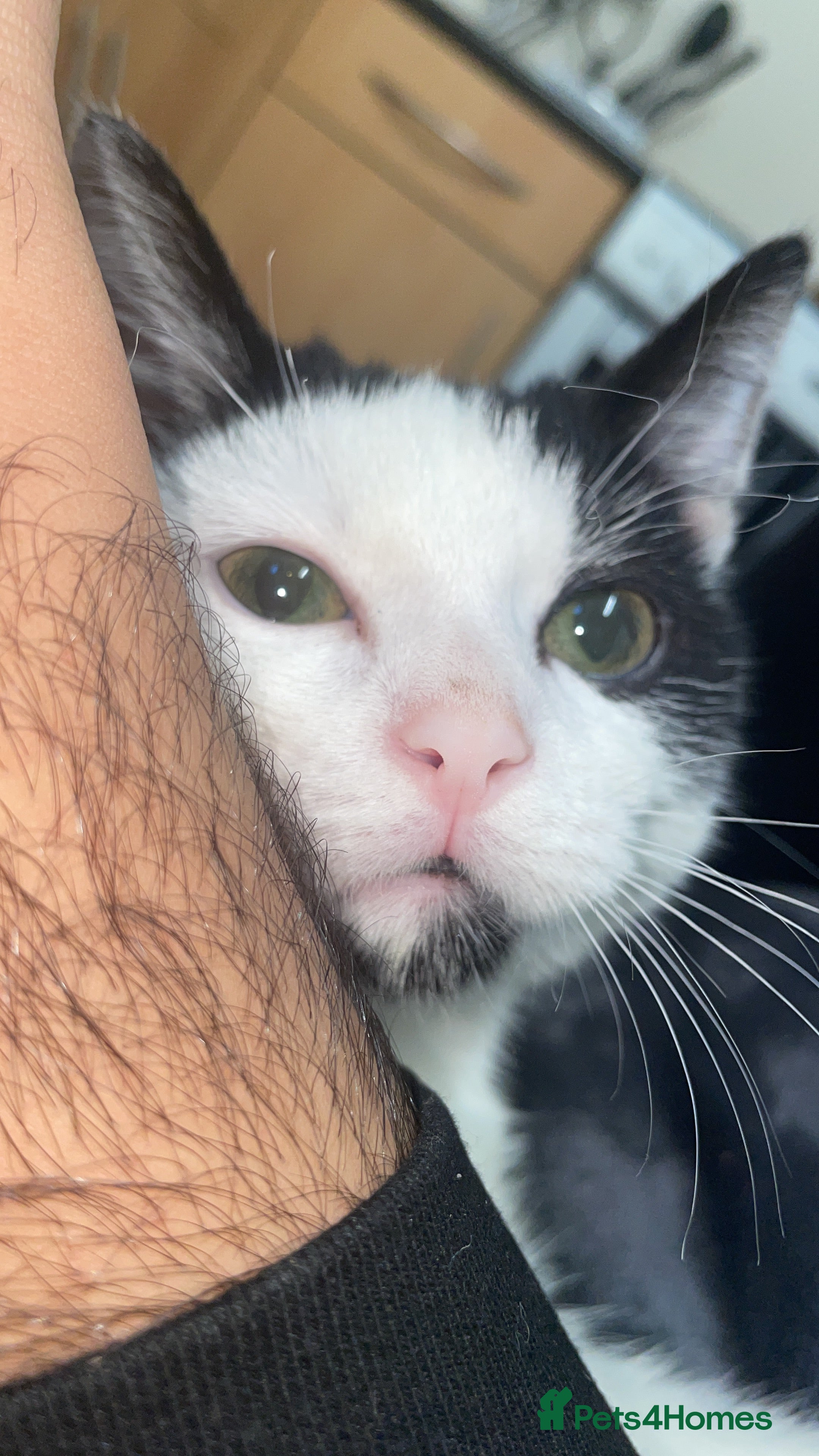 British Shorthair cats Simba  - Advert 1