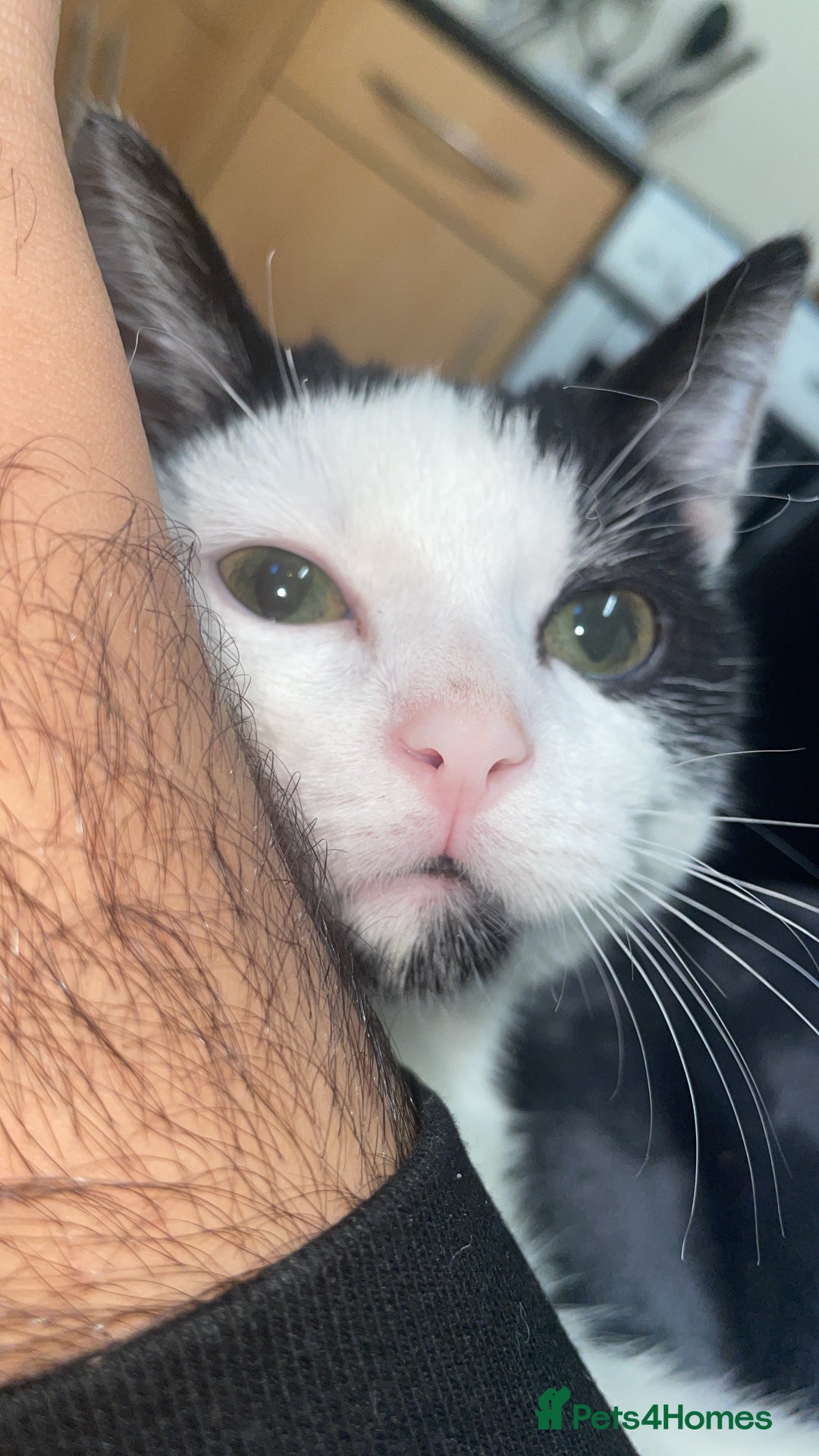 British Shorthair cats for sale: Simba  - Advert 1