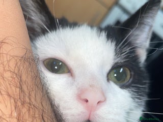 British Shorthair cats Simba - Advert 1