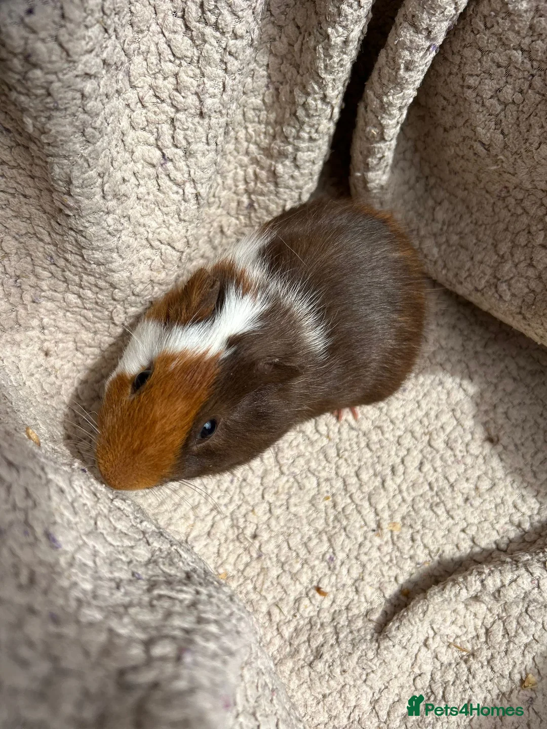 Guinea Pig rodents for sale: 4 Male Baby Guinea Pigs Available - Advert 1
