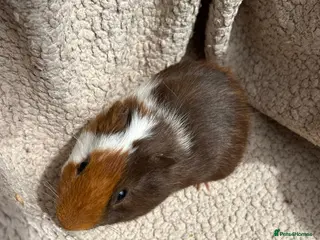 Guinea Pig rodents for sale: 4 Male Baby Guinea Pigs Available - Advert 2
