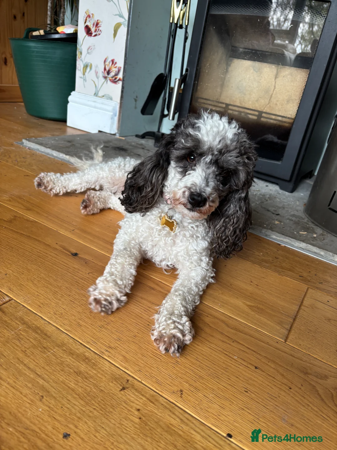 Miniature Poodle dogs for sale: Rare Adorable 🥰 Small Miniature Parti Poodle in Doncaster - Advert 1