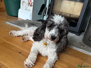 Miniature Poodle dogs Rare Adorable 🥰 Small Miniature Parti Poodle - Advert 7