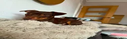 Jack Russell dogs for sale: Miniature jack Russell puppies  - Advert 8