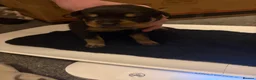 Rottweiler dogs for sale: Rottweiler puppies looking for forever homes  - Advert 2
