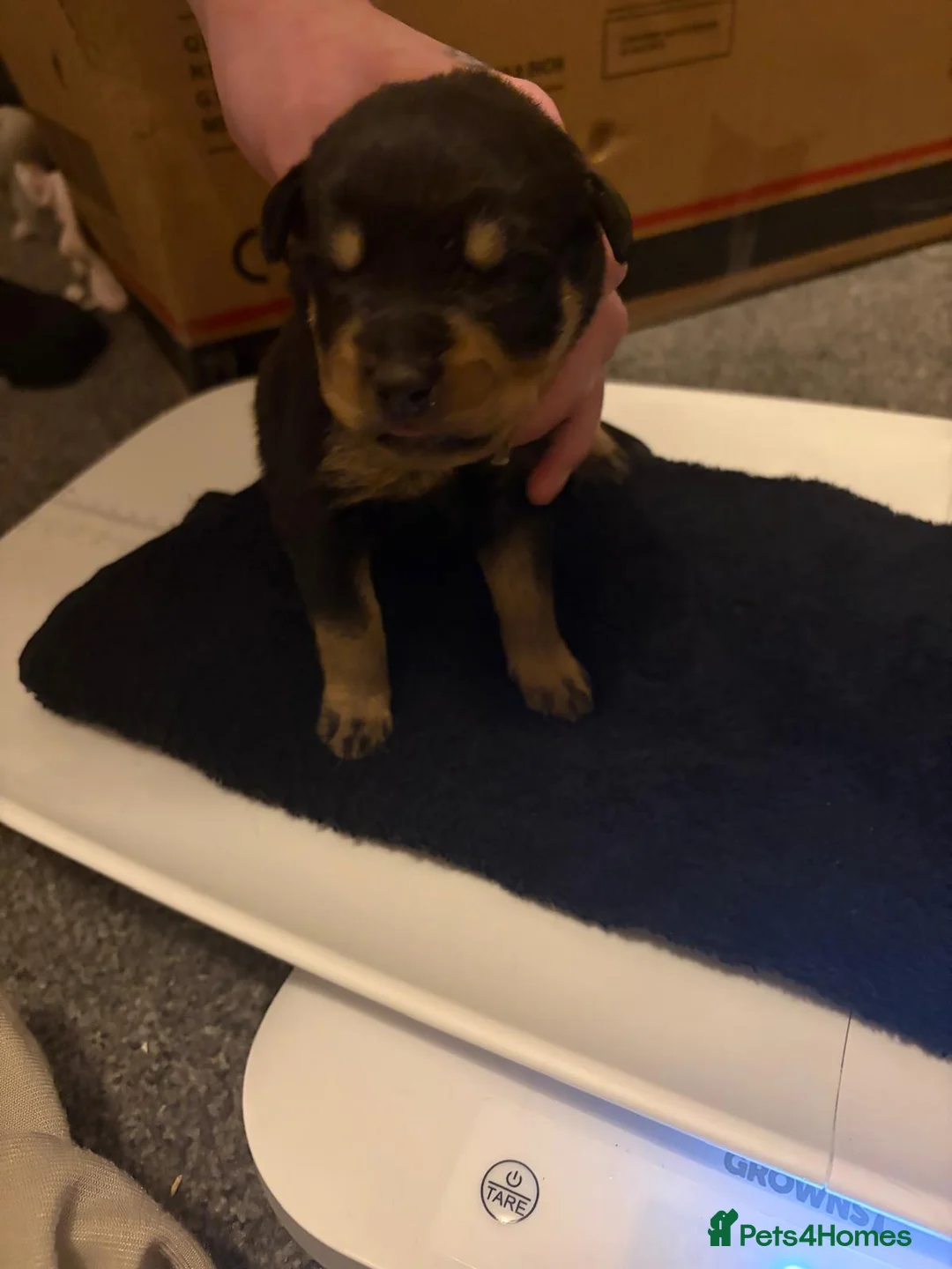 Rottweiler dogs for sale: Rottweiler puppies looking for forever homes  - Advert 2