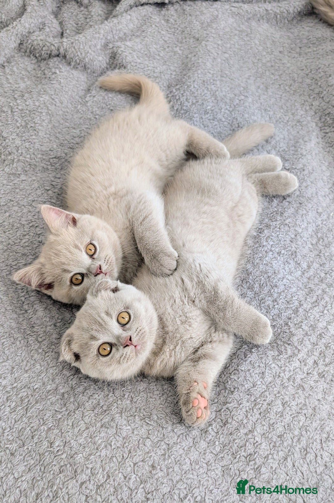 Scottish Fold cats for sale: Scottish fold kittens are looking for family🥰 - Advert 1