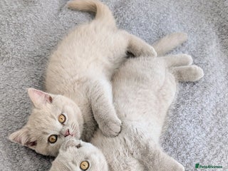 Scottish Fold cats - Advert 11