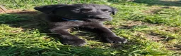 German Shepherd dogs for sale: 6 Beautiful German Shepherd Puppies (3 LEFT) - Advert 17