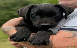 Labrador Retriever dogs for sale: Fully vaccinated -Gorgeous KC Reg Labrador Puppies - Image 7