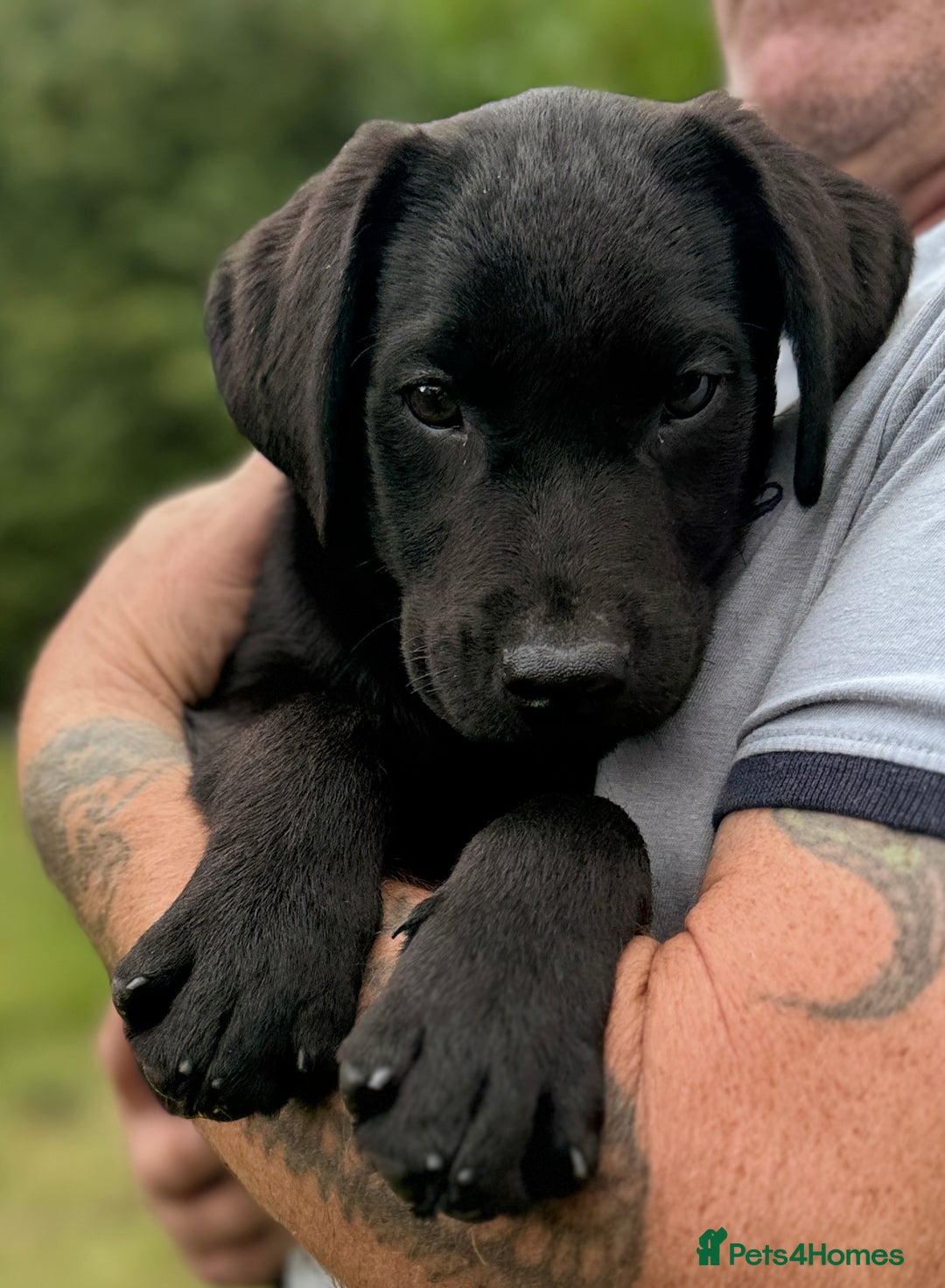 Labrador Retriever dogs for sale: Fully vaccinated -Gorgeous KC Reg Labrador Puppies - Image 7