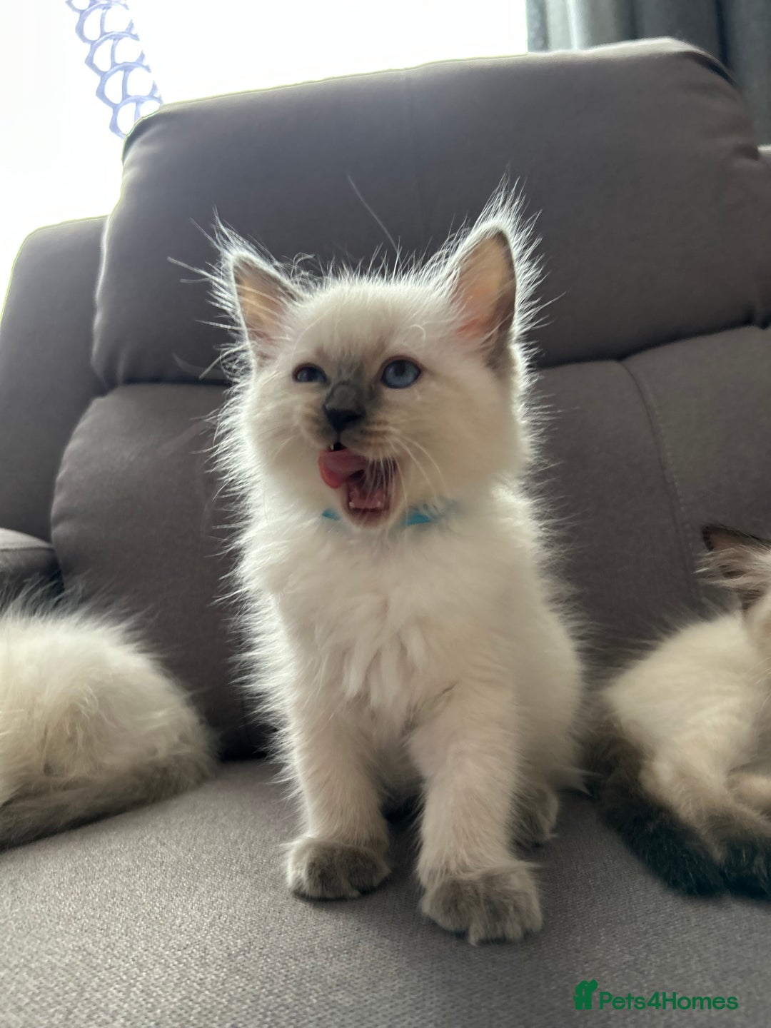 Ragdoll cats for sale: 😻 5 Beautiful Purebred Ragdoll Kittens 😻 - Image 29