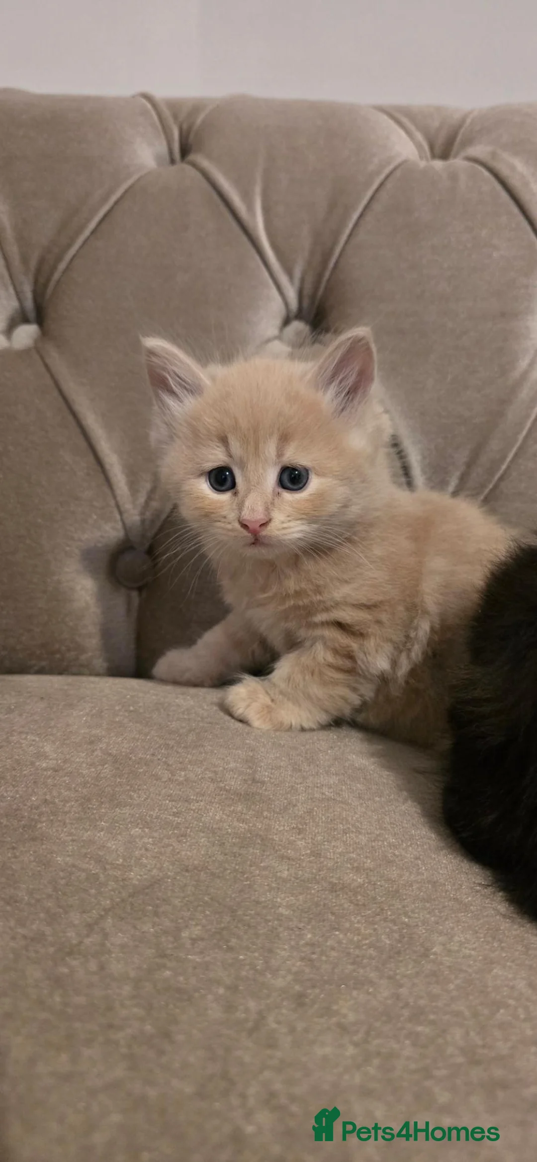 Mixed Breed cats for sale: Half maine coons kittens  in London - Advert 1