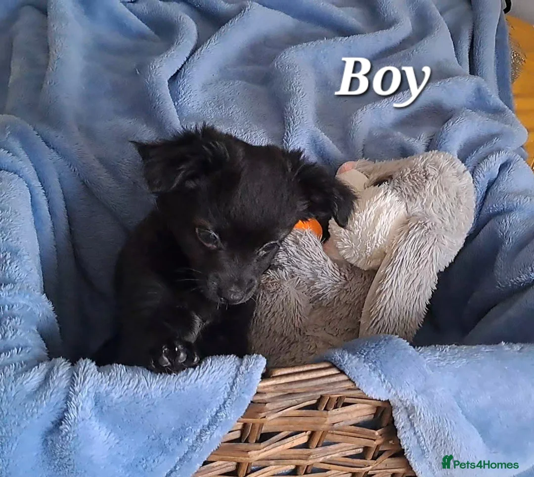 Chihuahua dogs for sale: 10 week old male long coat chihuahua pup - Advert 8