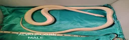 Corn Snake reptiles for sale: MALE Corn snakes £70 each in Blackpool - Advert 4