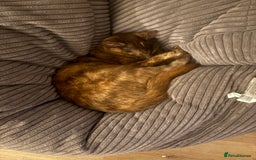 Mixed Breed cats for sale: 9 month old kittens looking for their forever home - Image 4