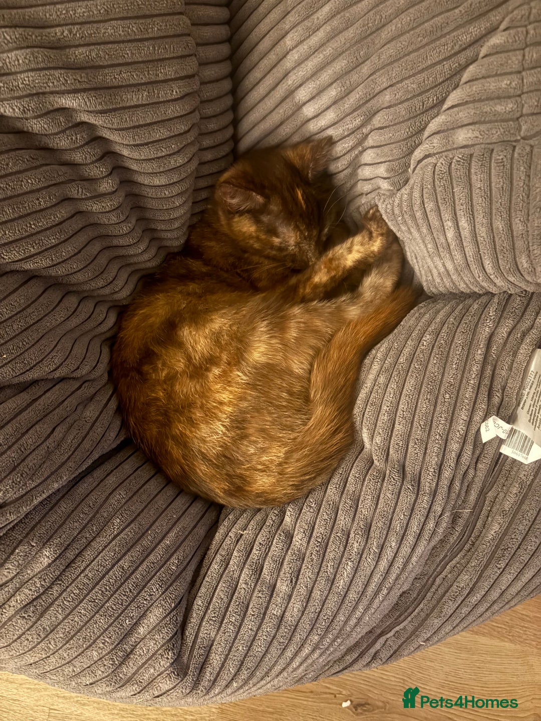Mixed Breed cats for sale: 9 month old kittens looking for their forever home - Image 4