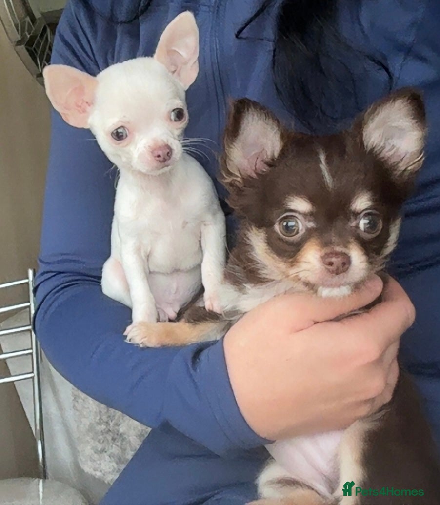 Chihuahua dogs Stunning tiny chihuahua boys READY to leave - Advert 8