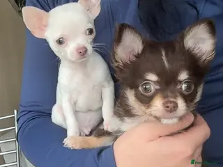 Chihuahua dogs Stunning tiny chihuahua boys READY to leave - Advert 8