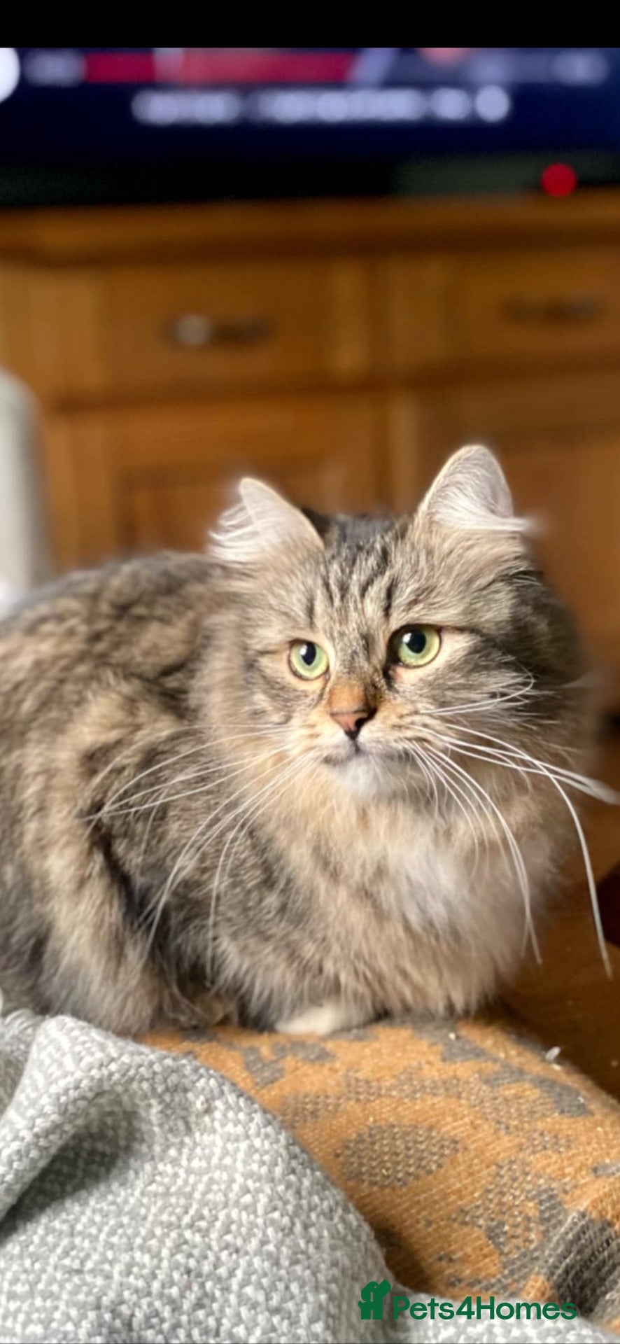 Siberian cats Pedigree Siberian girl Spontan Felicita - Advert 1