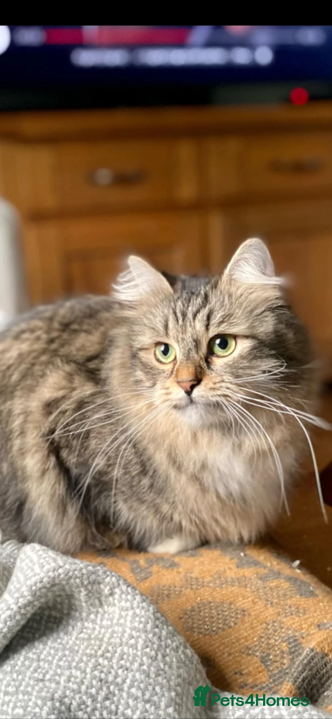 Siberian cats for sale: Pedigree Siberian girl Spontan Felicita - Advert 1