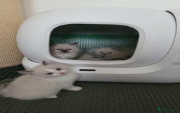 Ragdoll cats for sale: 🐾😺 3 Fluffy Ragdoll Kittens Waiting for You ♥♥♥ - Image 23