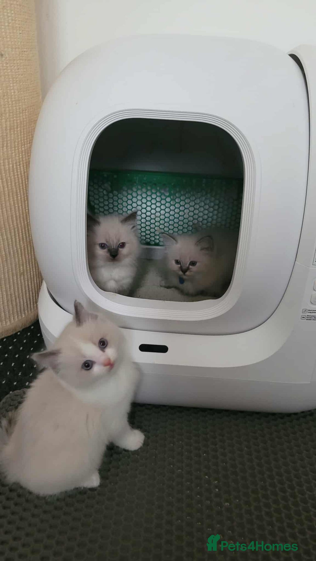 Ragdoll cats for sale: 🐾😺 3 Fluffy Ragdoll Kittens Waiting for You ♥♥♥ - Image 23