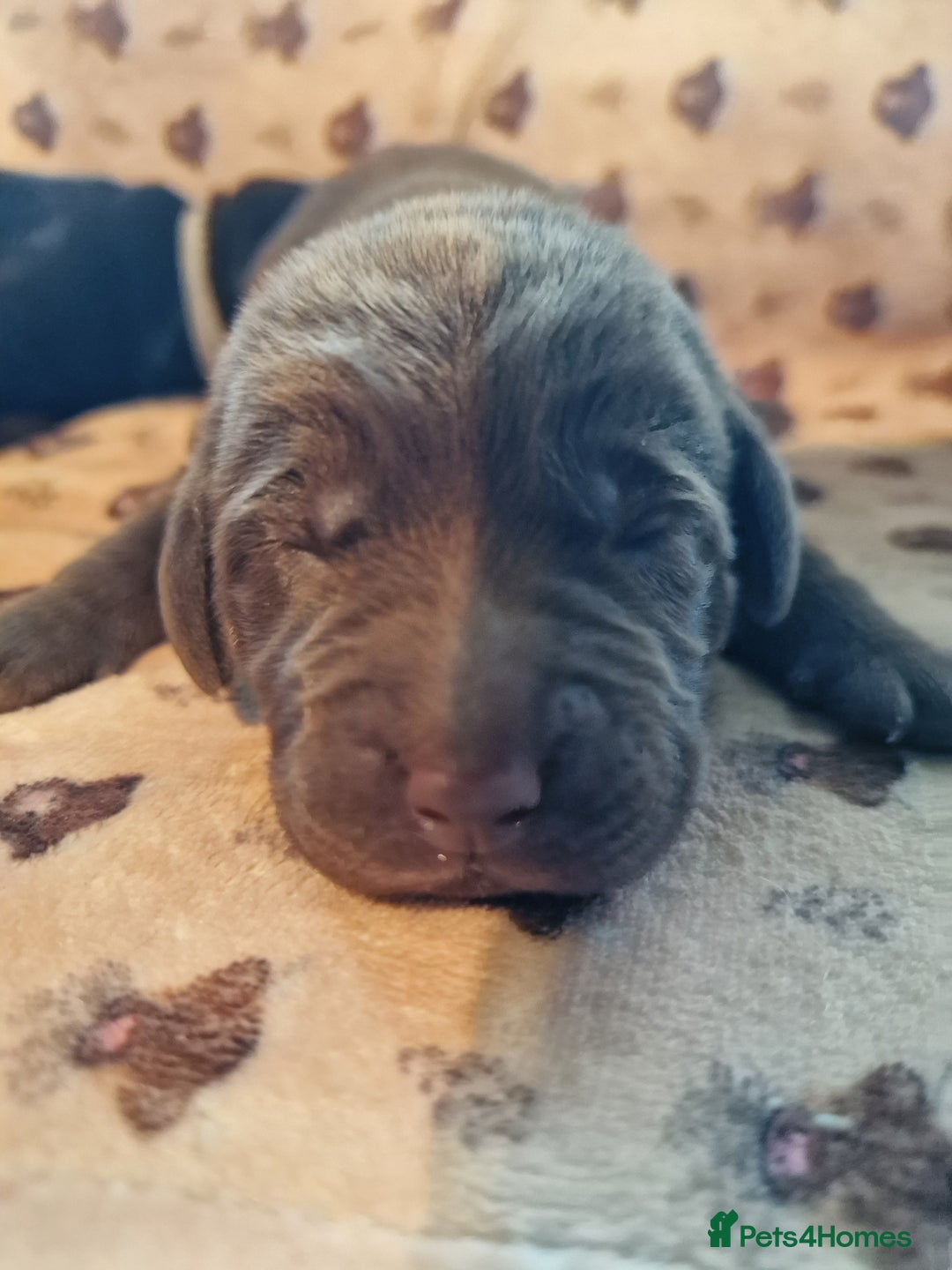 Labrador Retriever dogs for sale: Working Labrador puppies - Image 5