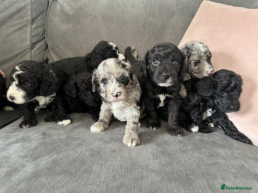 Cockapoo dogs for sale: Cockapoos  - Image 1