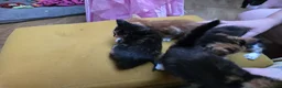 Mixed Breed cats for sale: 4 Kittens For Sale in Leighton Buzzard - Advert 5