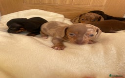 Miniature Dachshund dogs for sale: Miniature dachshunds ✨ - Image 5