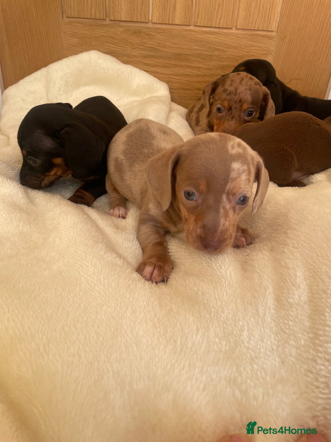 Miniature Dachshund dogs for sale: Miniature dachshunds ✨ - Image 5