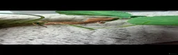 Gecko reptiles for sale: Crested gecko babies  - Advert 3