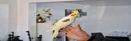 Cockatiels birds for sale: Super hand tamed cockatiel for sale  - Advert 2