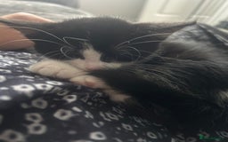 British Longhair cats for sale: Sweet natured,beautiful kitten&seresto fleaCollar  - Image 9
