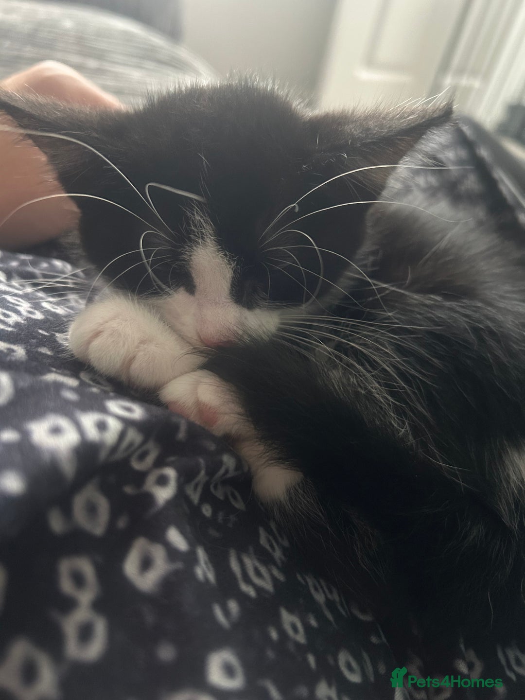 British Longhair cats for sale: Sweet natured,beautiful kitten&seresto fleaCollar  - Image 9