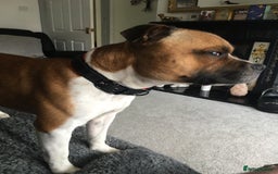 Staffordshire Bull Terrier dogs for stud: Proven Staffordshire Bull Terrier for Stud  - Image 17