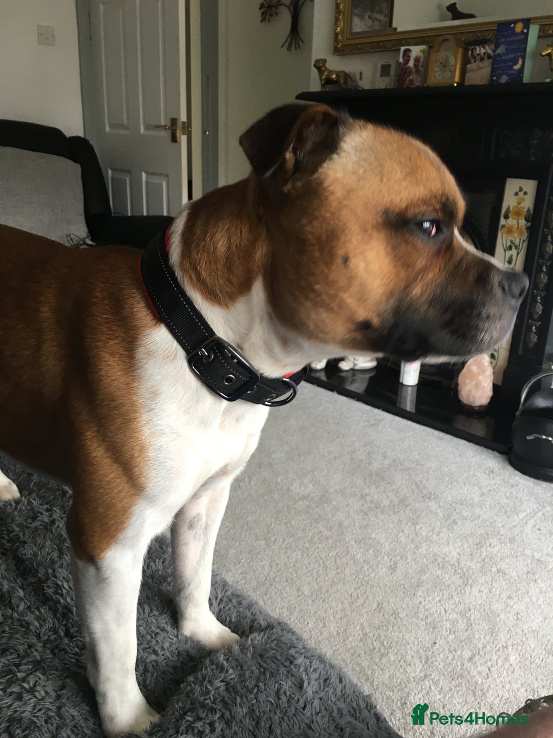 Staffordshire Bull Terrier dogs for stud: Proven Staffordshire Bull Terrier for Stud  - Image 17