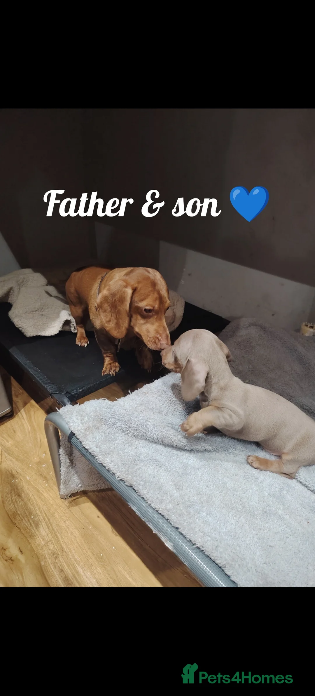 Miniature Dachshund dogs for sale: Miniature dachshund  - Advert 3
