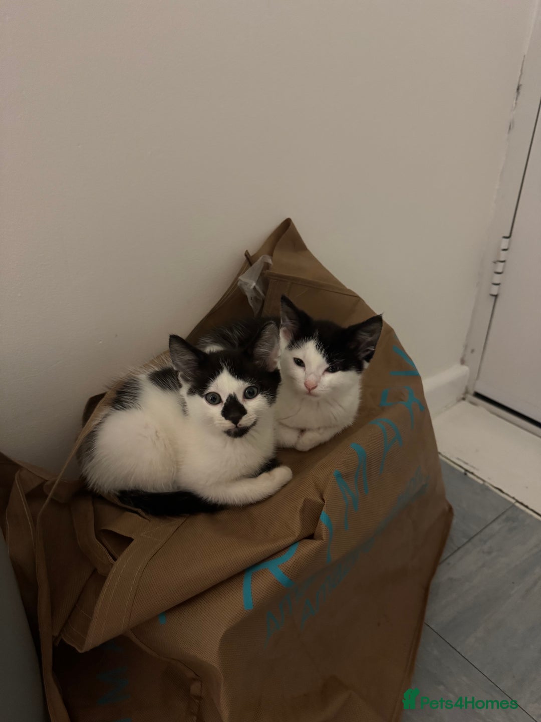 Mixed Breed cats for sale: Two Kittens for sale - Image 6