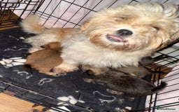 Mixed Breed dogs for sale: 🐾 Fluffy & Friendly! Teddy Bear puppies 🐾 - Image 10