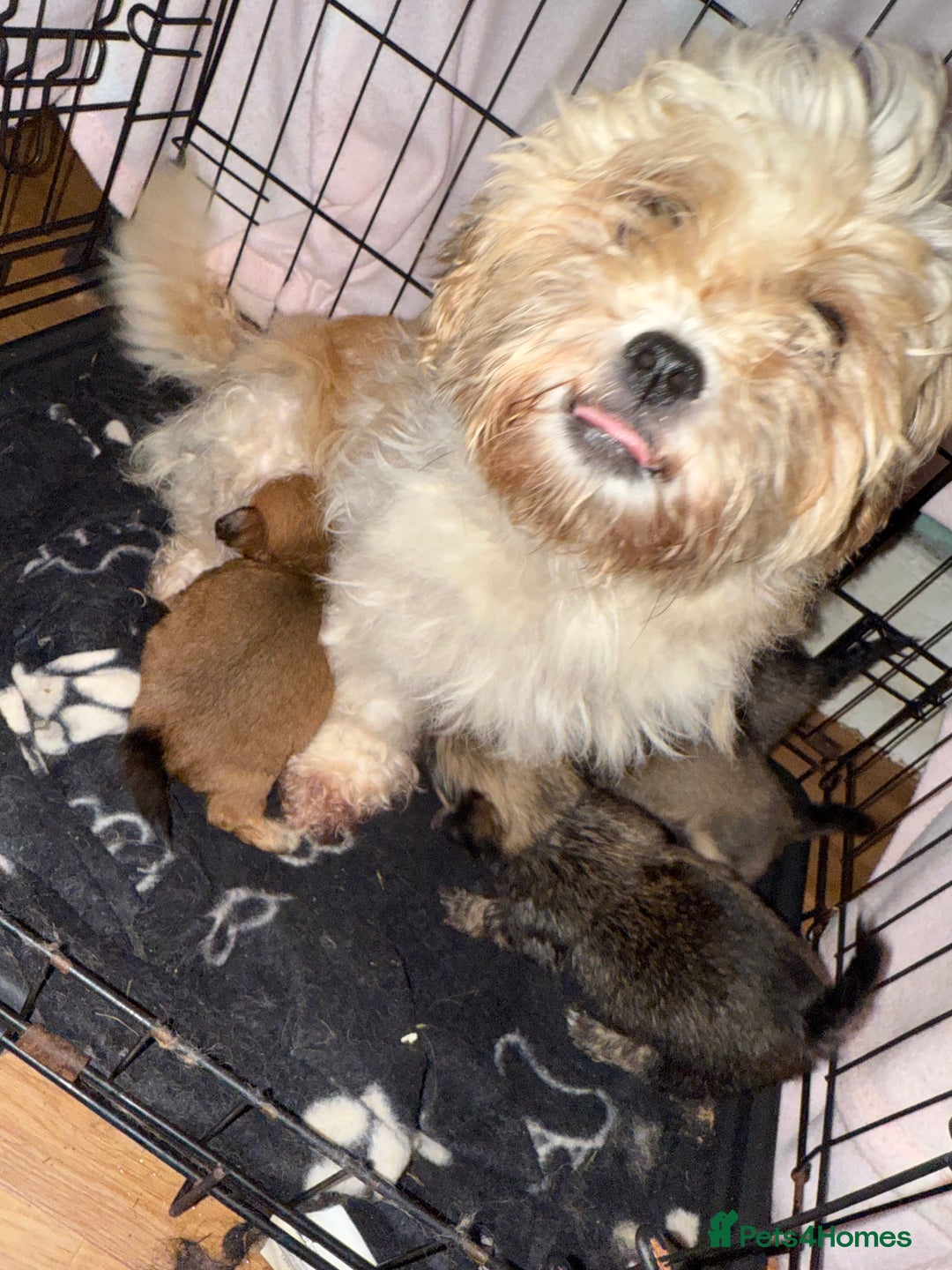 Mixed Breed dogs for sale: 🐾 Fluffy & Friendly! Teddy Bear puppies 🐾 - Image 10