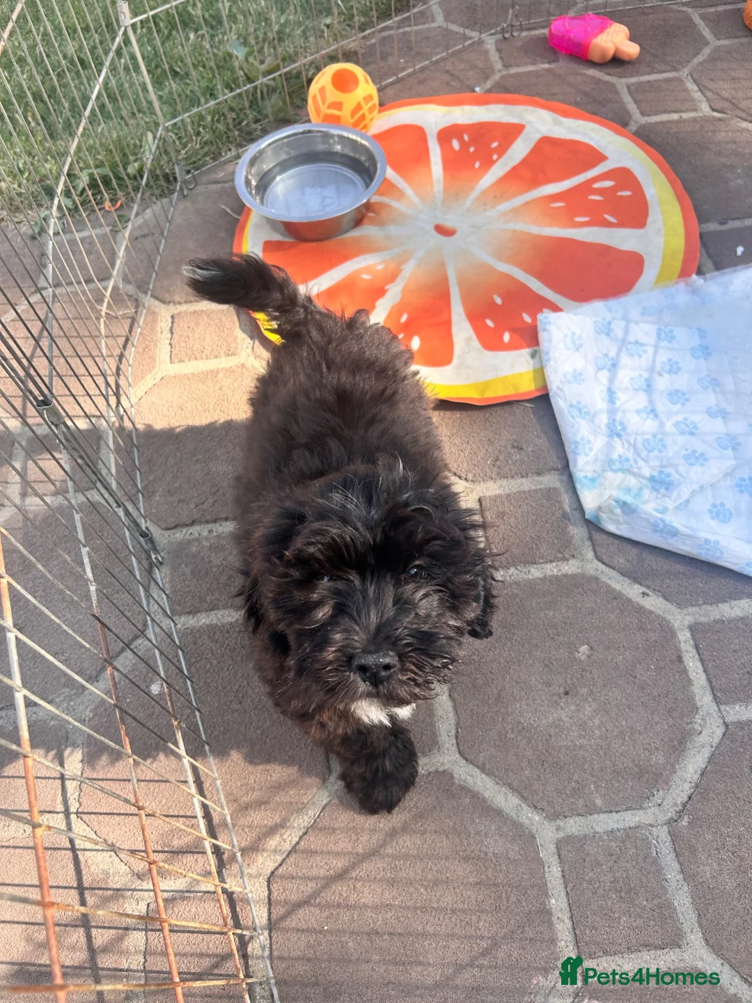 Lhasapoo dogs for sale: Lhasapoo puppies ready now!! - Advert 2