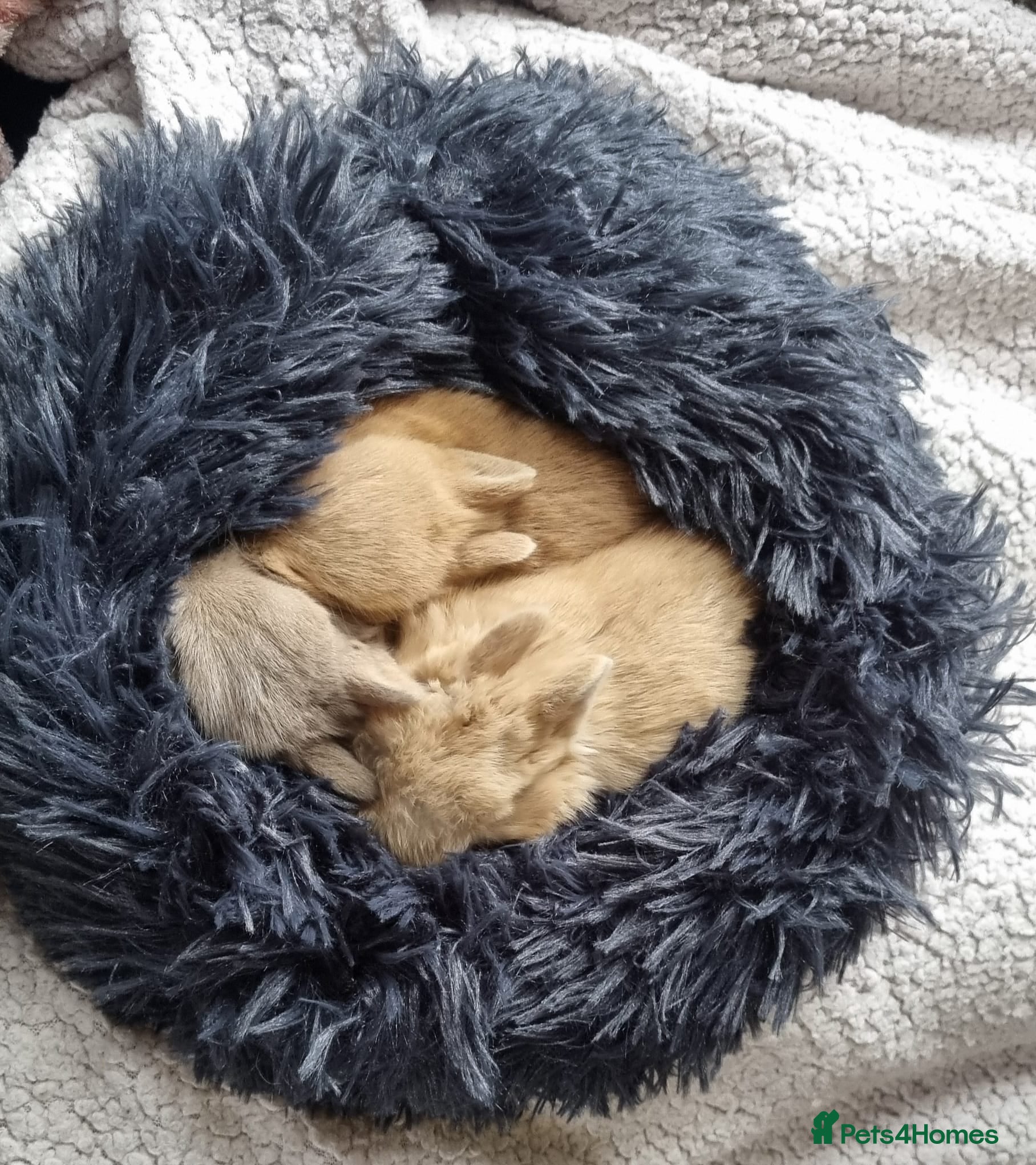 Netherland Dwarf rabbits Adorable pure bred Netherland Dwarf bunnies  - Advert 1