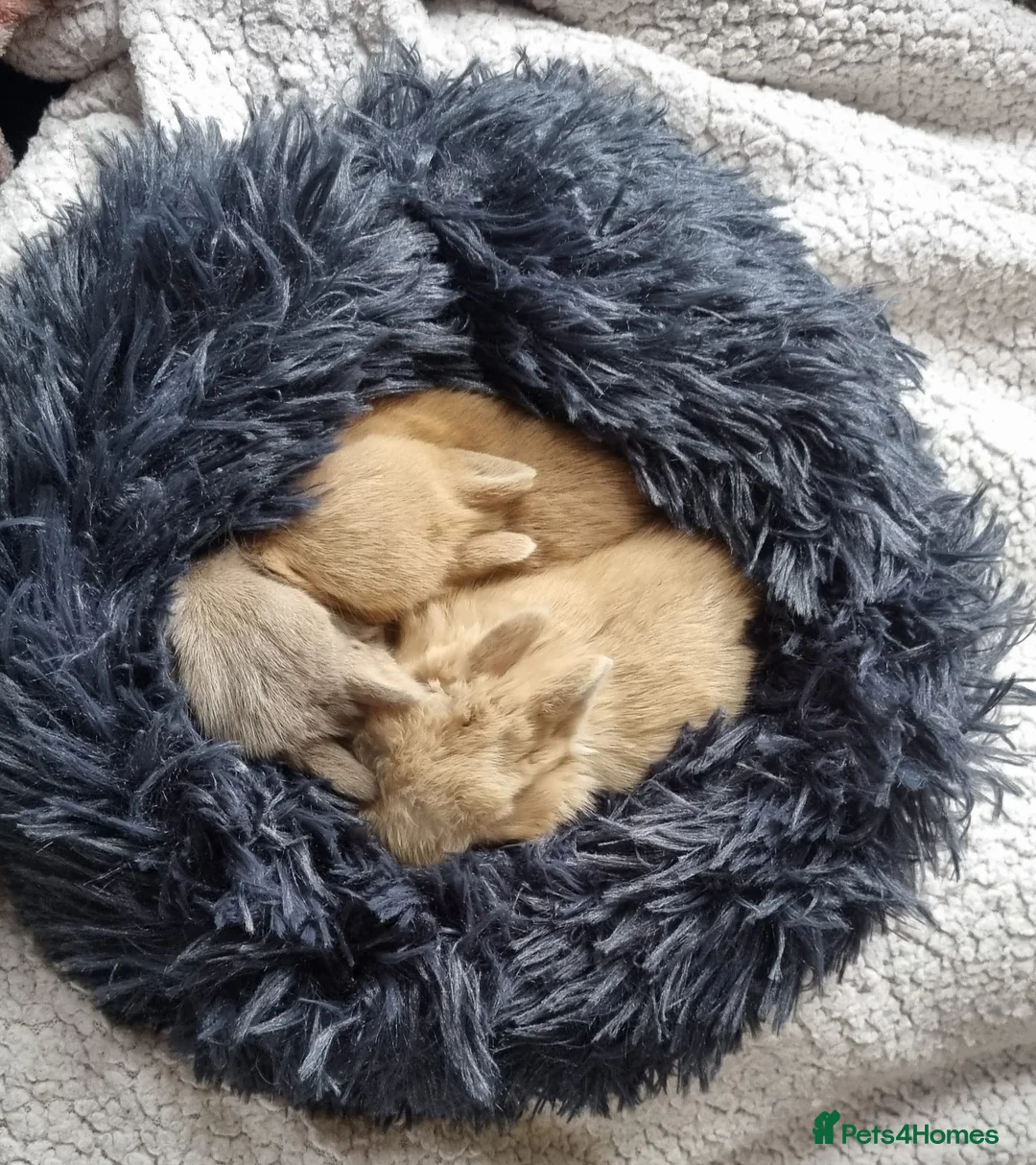 Netherland Dwarf rabbits for sale: Adorable pure bred Netherland Dwarf bunnies  - Advert 1