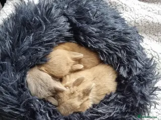 Netherland Dwarf rabbits Adorable pure bred Netherland Dwarf bunnies - Advert 1