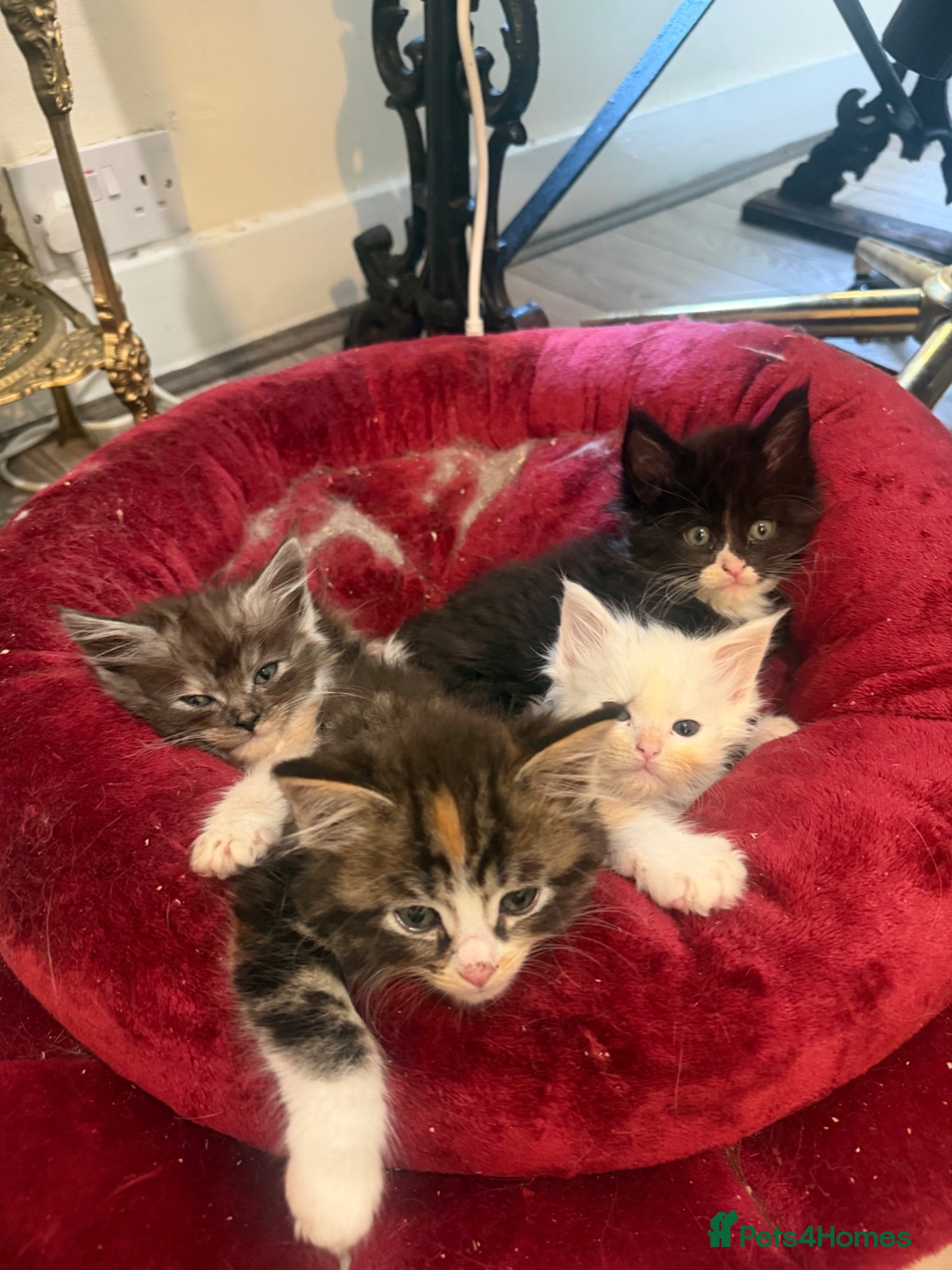 Maine Coon cats Maincoon X Ragdoll super soft kittens - Advert 1